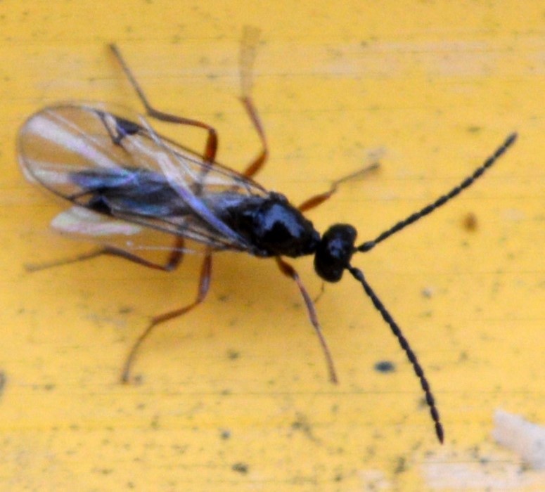 Tretoserphus sp. (Tretoserphus sp.)