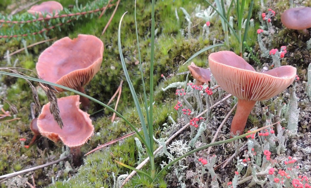Leverbrun Mælkehat (Lactarius hepaticus)