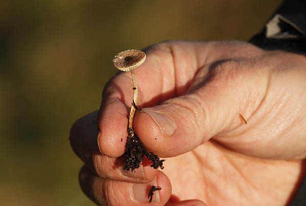 Finskællet Parasolhat (Lepiota echinella)