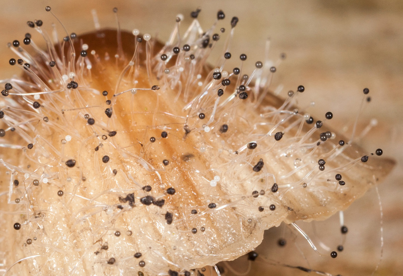 Huenål (Spinellus fusiger)