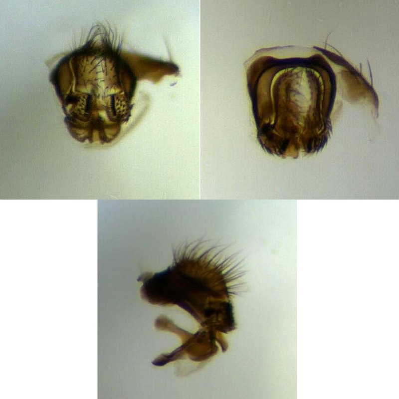 Drosophila limbata (Drosophila limbata)