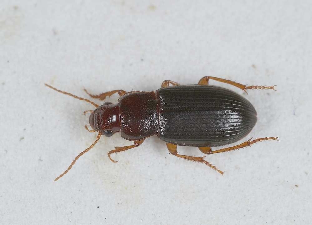 Kort Kalkløber (Ophonus melletii)