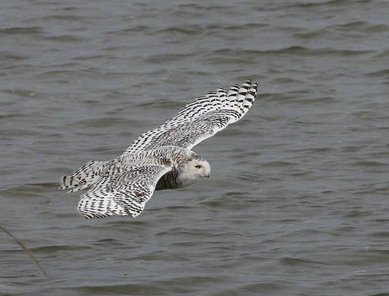 Sneugle (Bubo scandiacus)