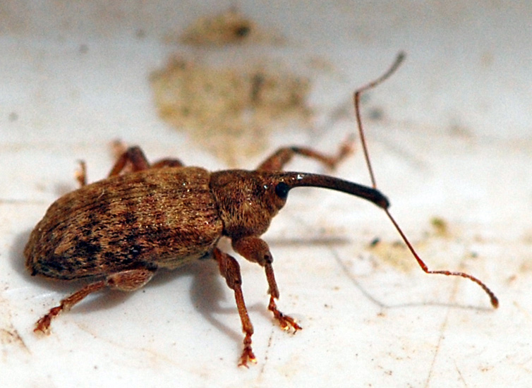 Dorytomus filirostris (Dorytomus filirostris)