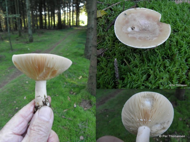 Nordisk Mælkehat (Lactarius trivialis)