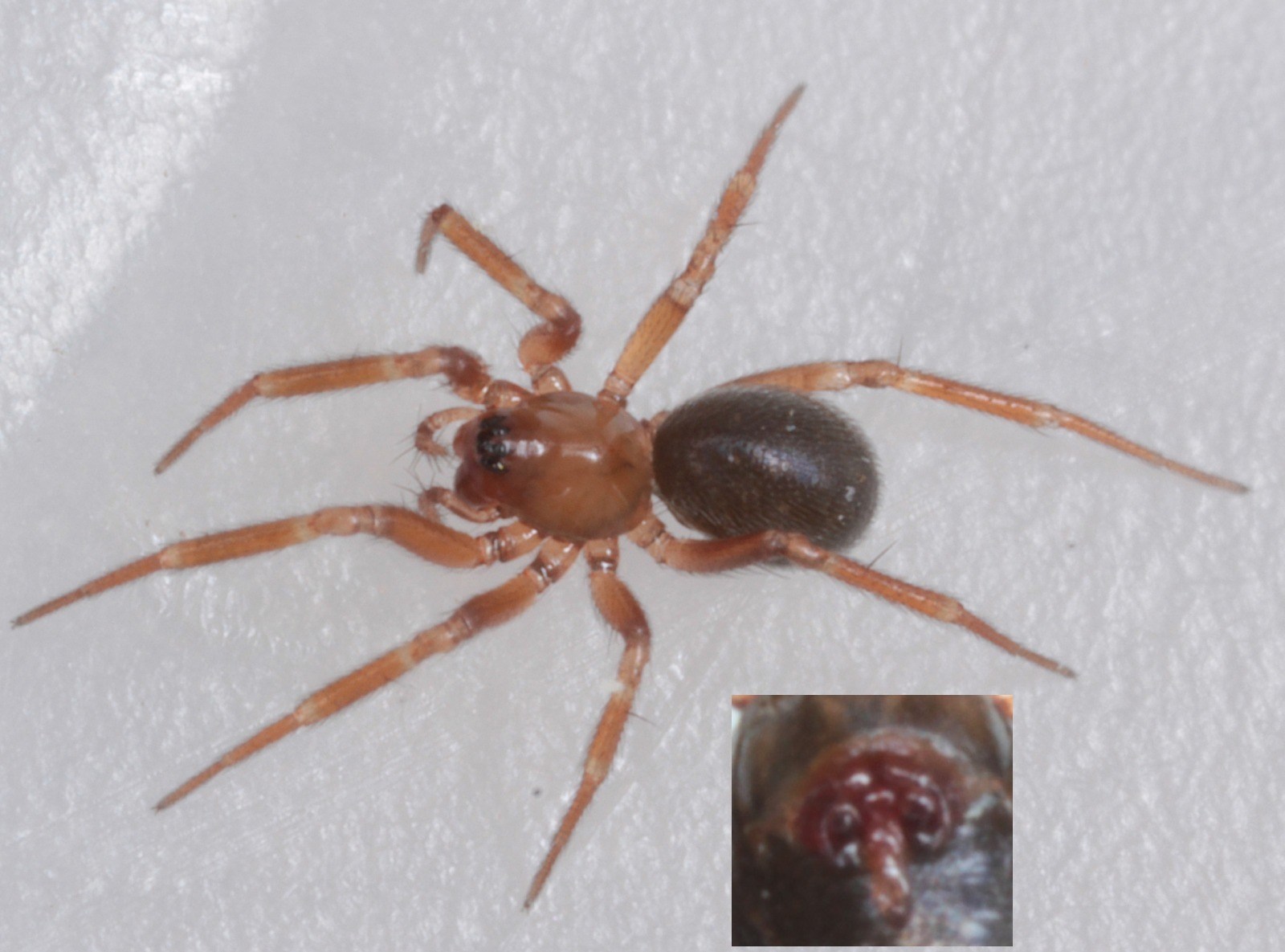 Centromerus arcanus (Centromerus arcanus)