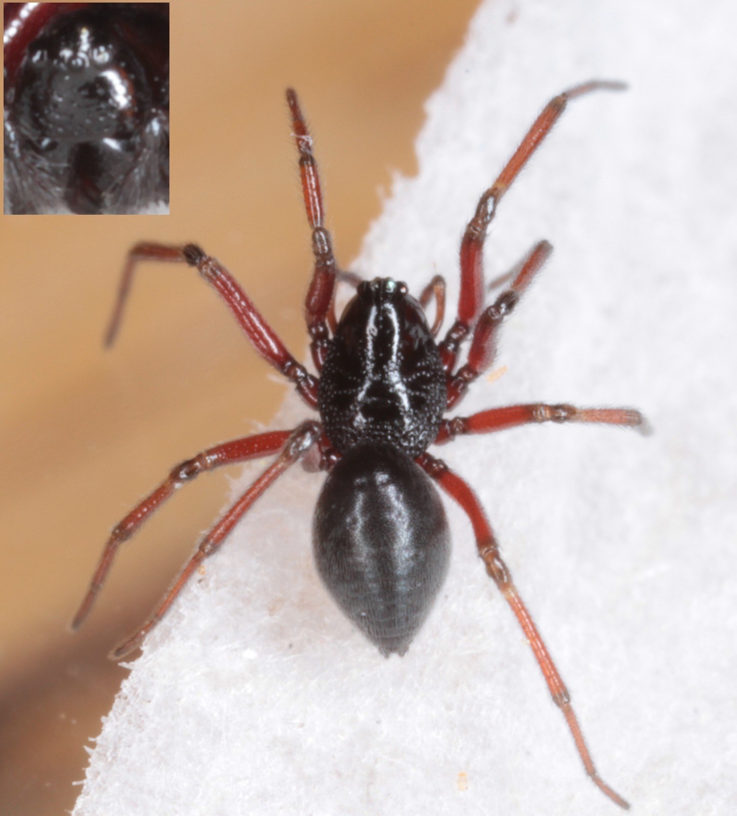 Lophomma punctatum (Lophomma punctatum)