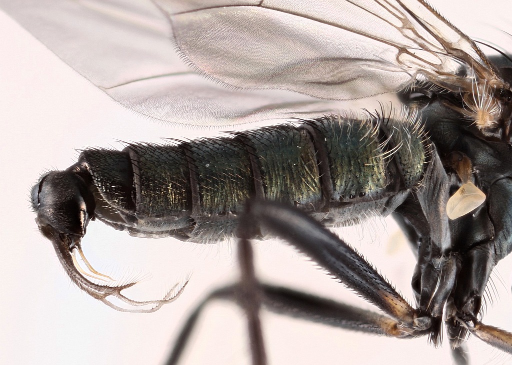 Rhaphium crassipes (Rhaphium crassipes)