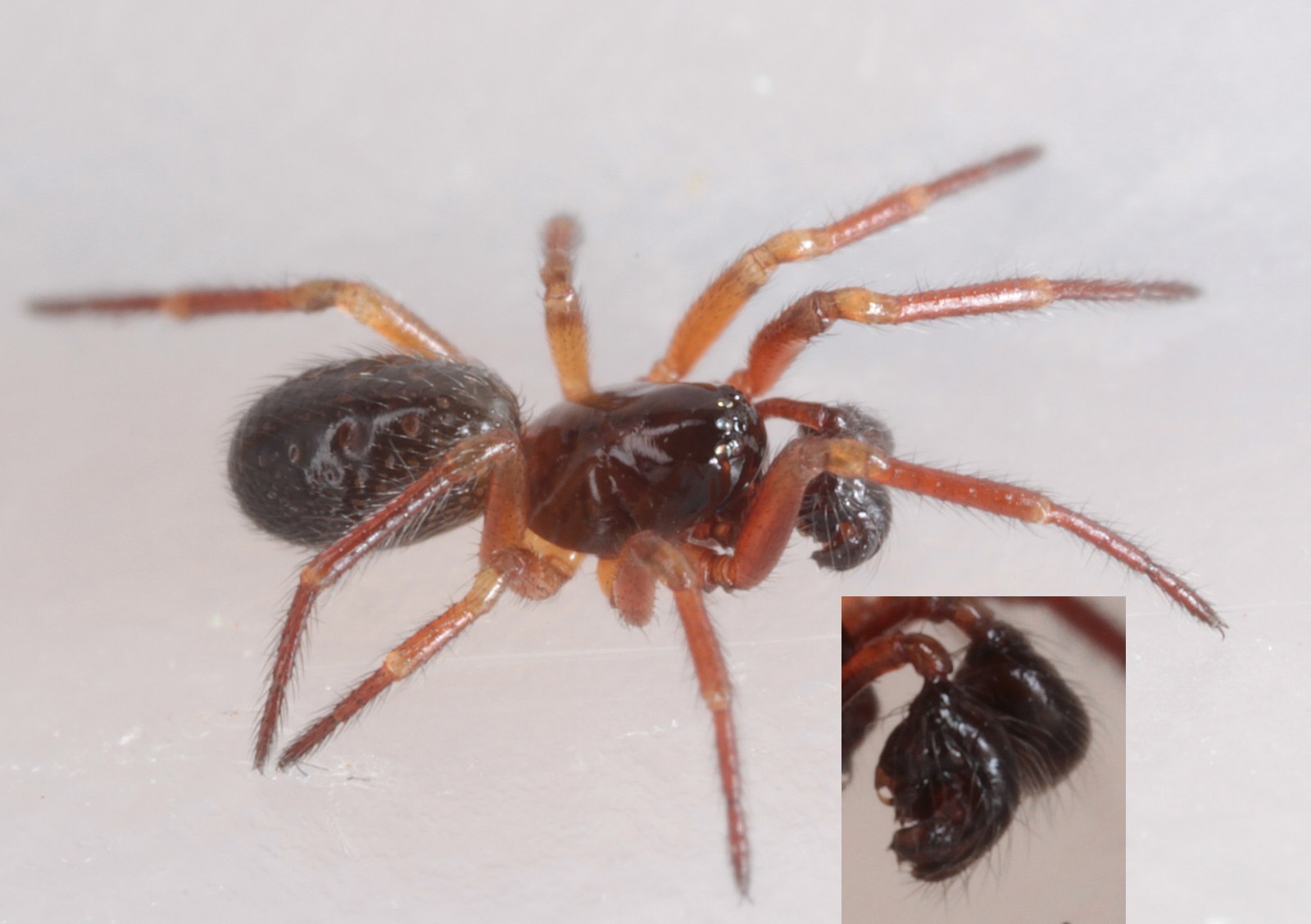 Robertus arundineti (Robertus arundineti)