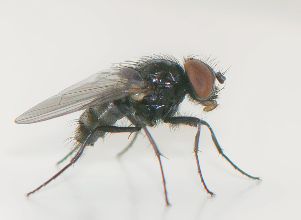 Hydrotaea armipes (Hydrotaea armipes)
