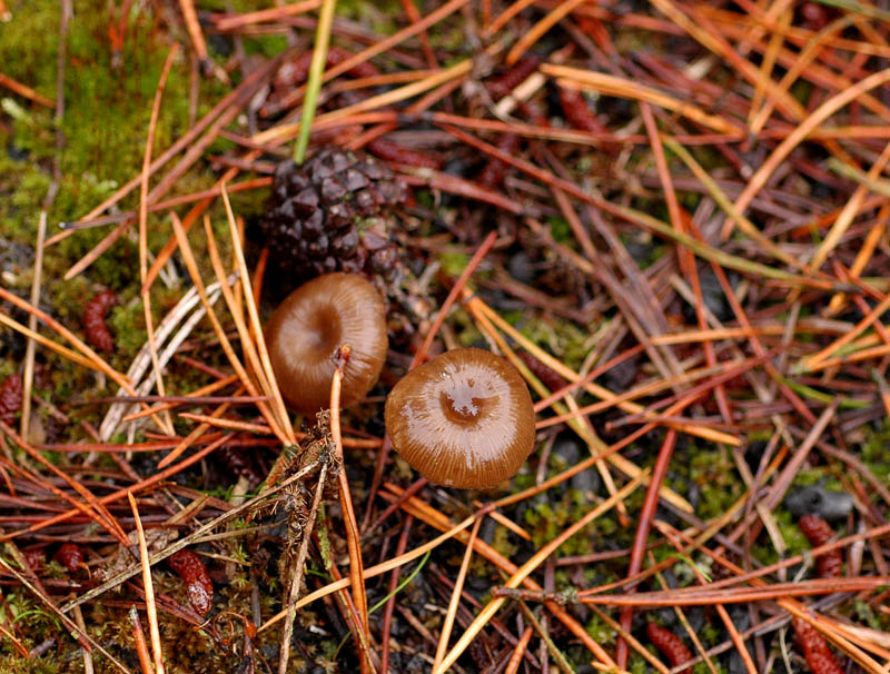 Kul-Gråhat (Myxomphalia maura)