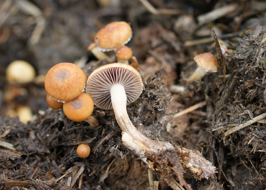 Møg-Nøgenhat (Psilocybe merdaria)