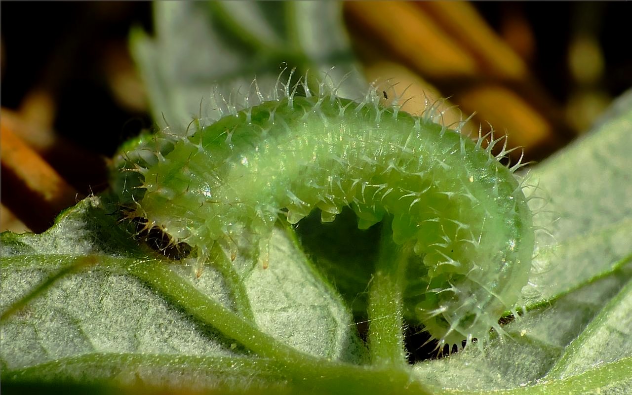 Claremontia alternipes (Claremontia alternipes)