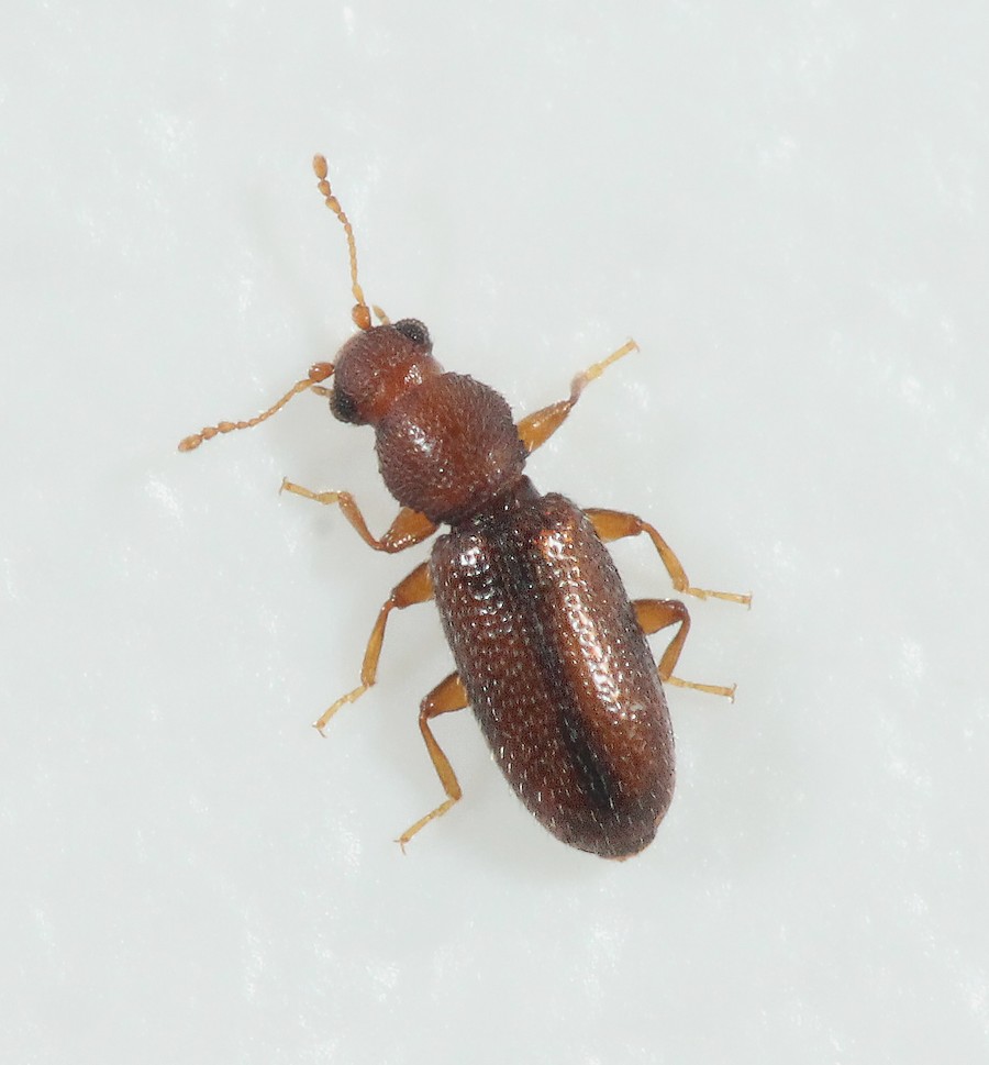 Corticaria umbilicata (Corticaria umbilicata)