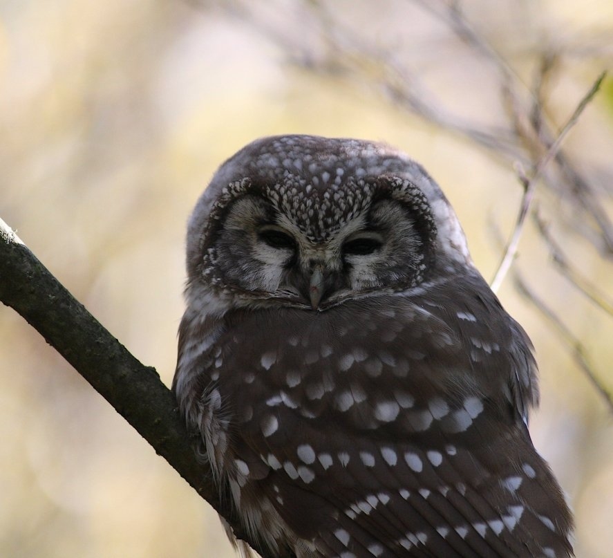 Perleugle (Aegolius funereus)
