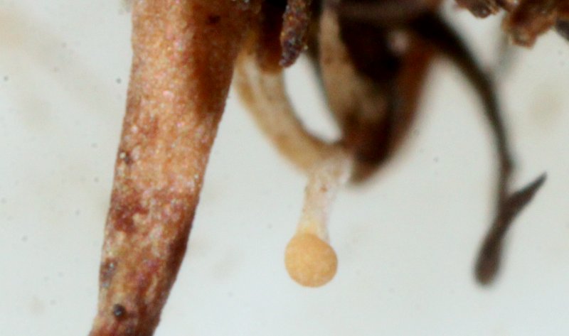 Polycephalomyces sp. (Polycephalomyces sp.)