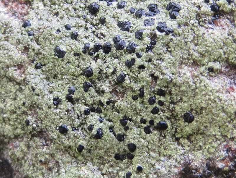Skurvet Skivelav (Lecidella scabra)