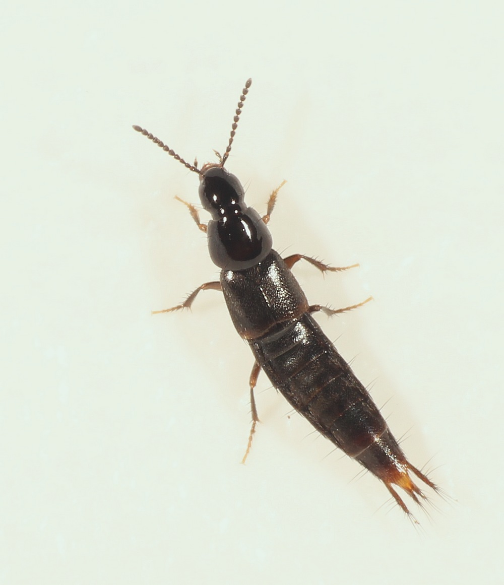Heterothops praevius (Heterothops praevius)