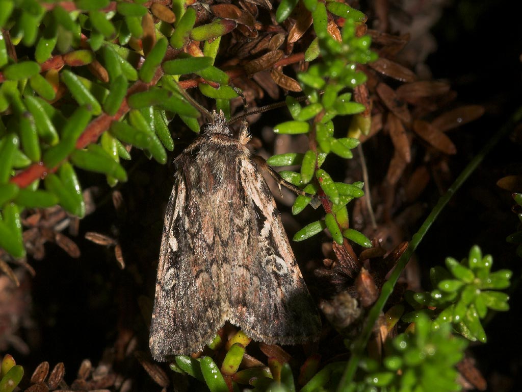 Hede-Glansugle (Xestia agathina)