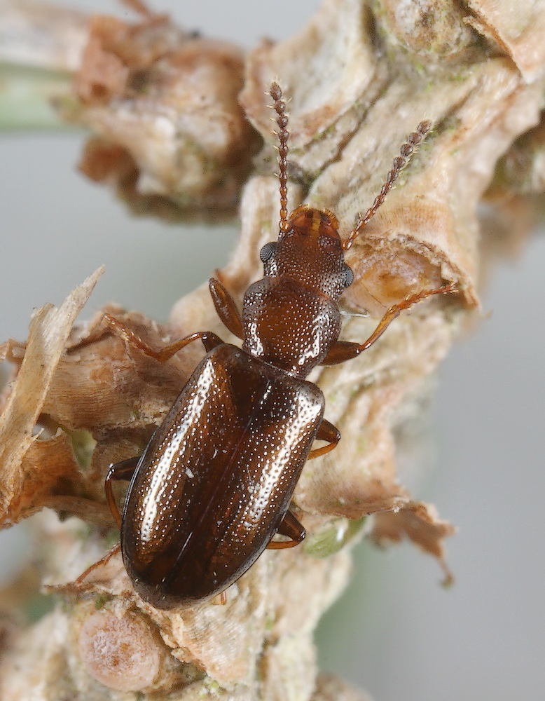 Brun Grenbille (Sphaeriestes castaneus)