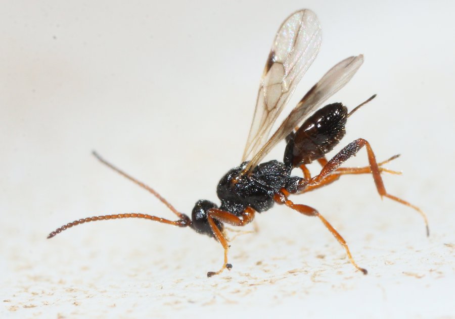 Blacinae ubest. (Blacinae indet.)