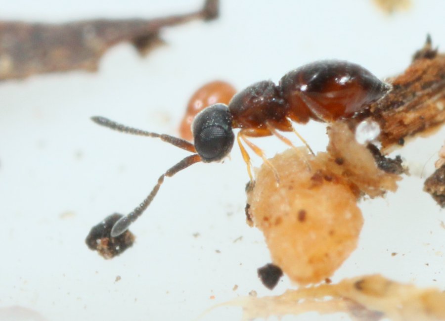 Ceraphronidae ubest. (Ceraphronidae indet.)