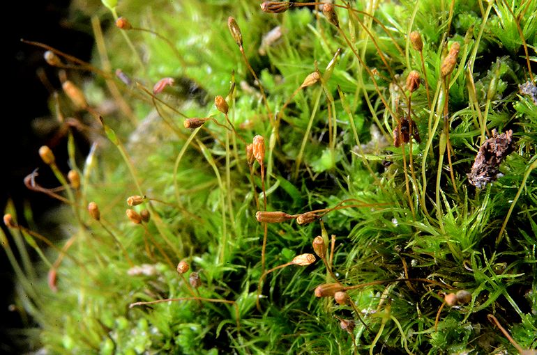 Glatstrubet Hundetandsmos (Cynodontium polycarpon)