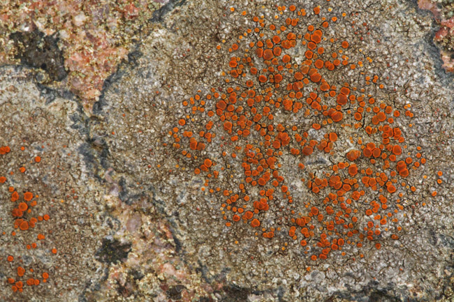 Pyntelig Orangelav (Blastenia crenularia)