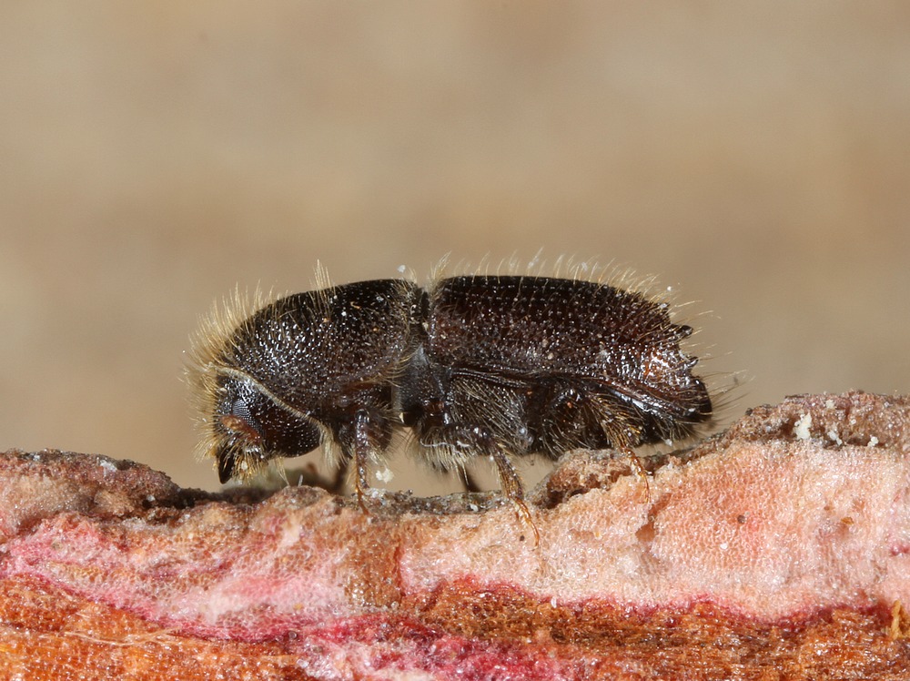 Stor Lærkebarkbille (Ips cembrae)