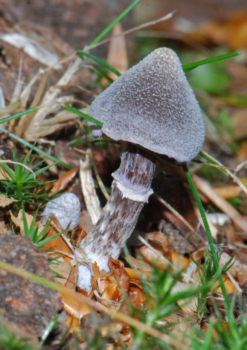 Pelargonie-Slørhat (Cortinarius flexipes)