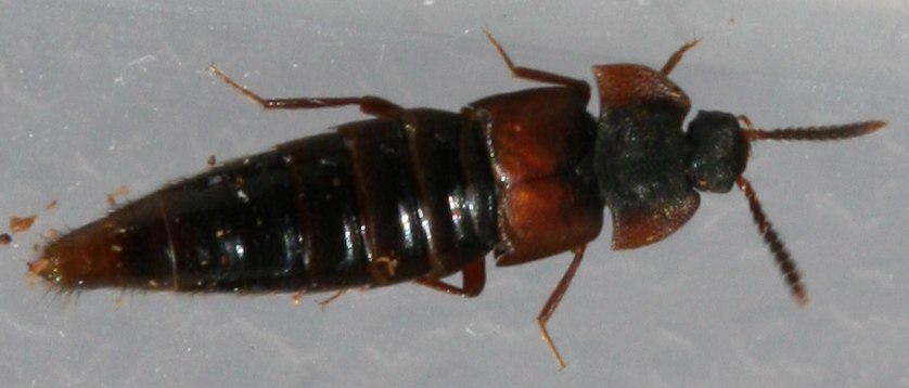 Dinarda sp. (Dinarda sp.)