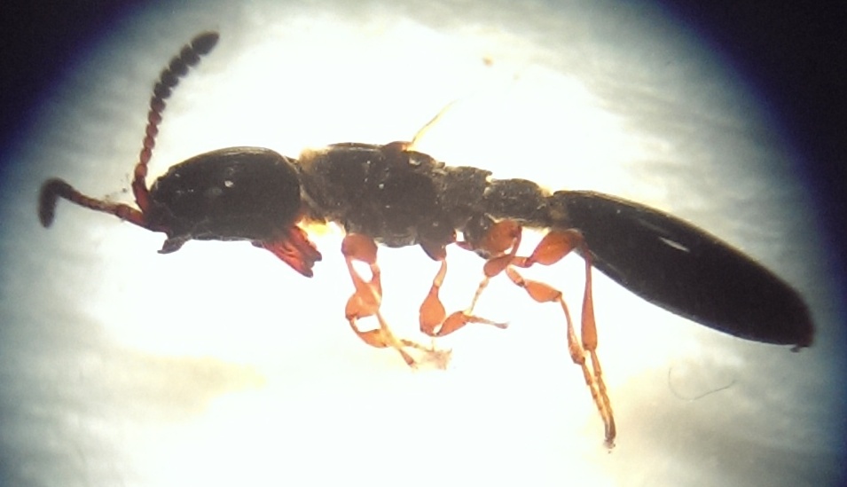 Psilus acutangulus (Psilus acutangulus)