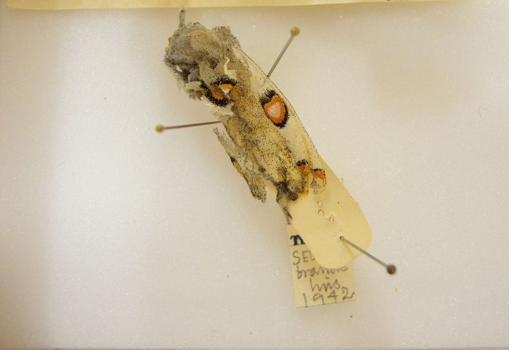 Apollo (Parnassius apollo)