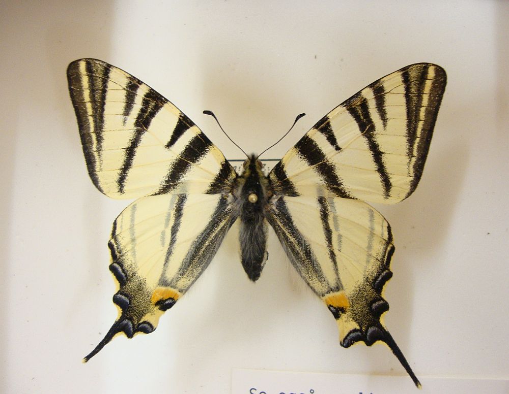 Sydeuropæisk Svalehale (Iphiclides podalirius)
