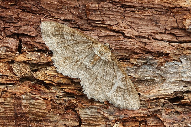 Foranderlig Barkmåler (Paradarisa consonaria)