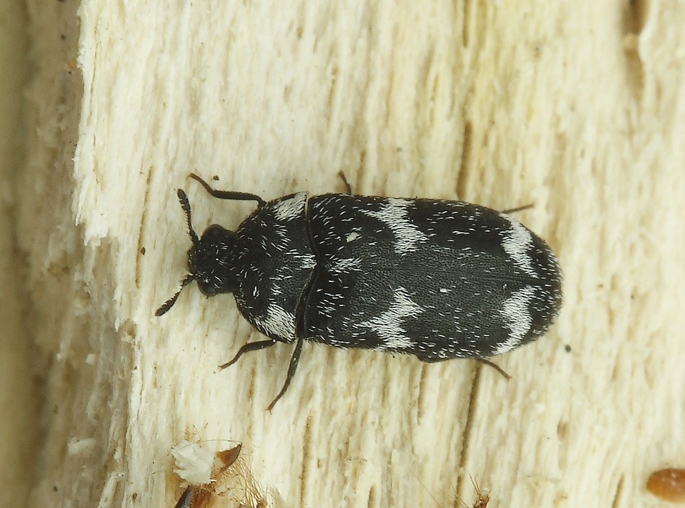 Megatoma undata (Megatoma undata)