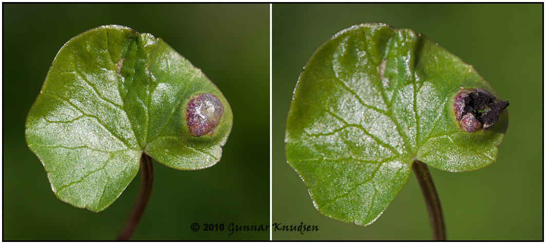 Urocystis ficariae (Urocystis ficariae)