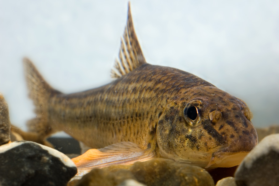 Grundling (Gobio gobio)