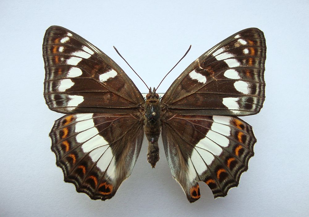 Poppelsommerfugl (Limenitis populi)