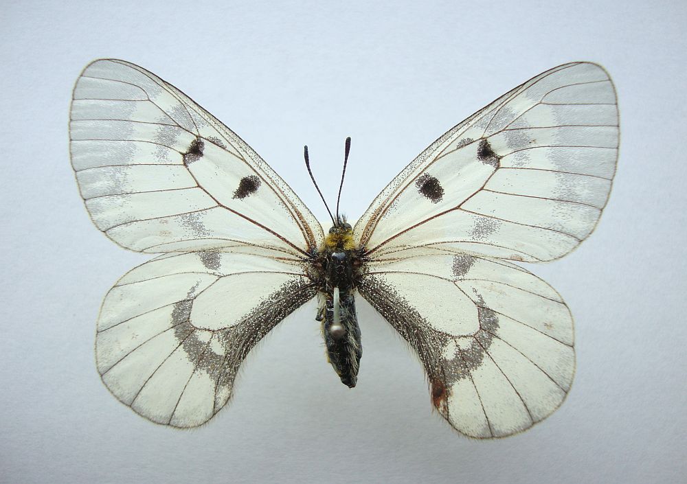 Mnemosyne (Parnassius mnemosyne)