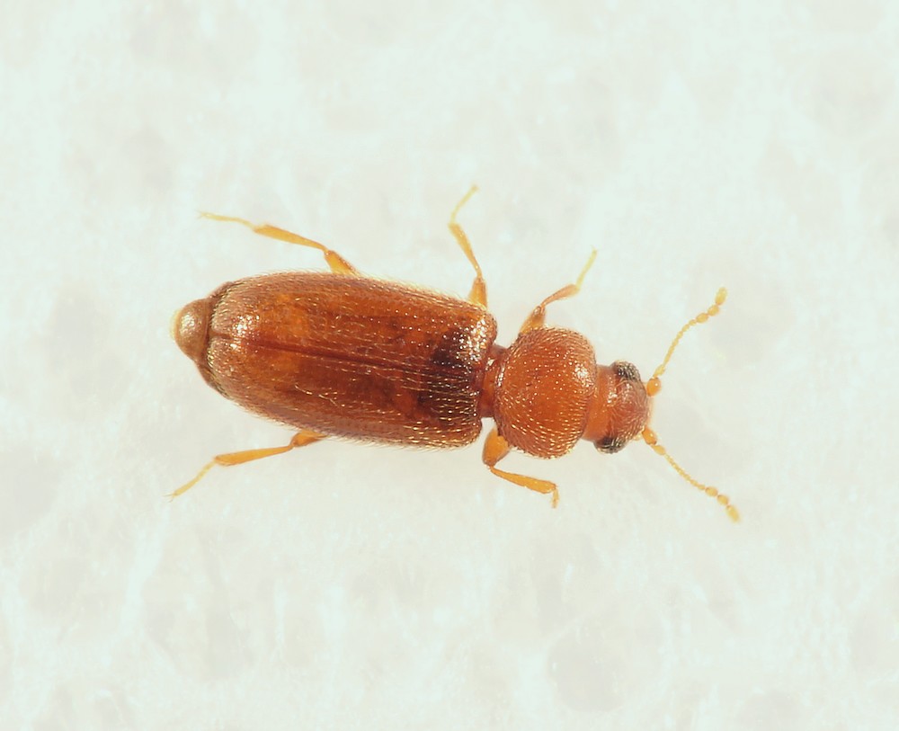Corticaria elongata (Corticaria elongata)