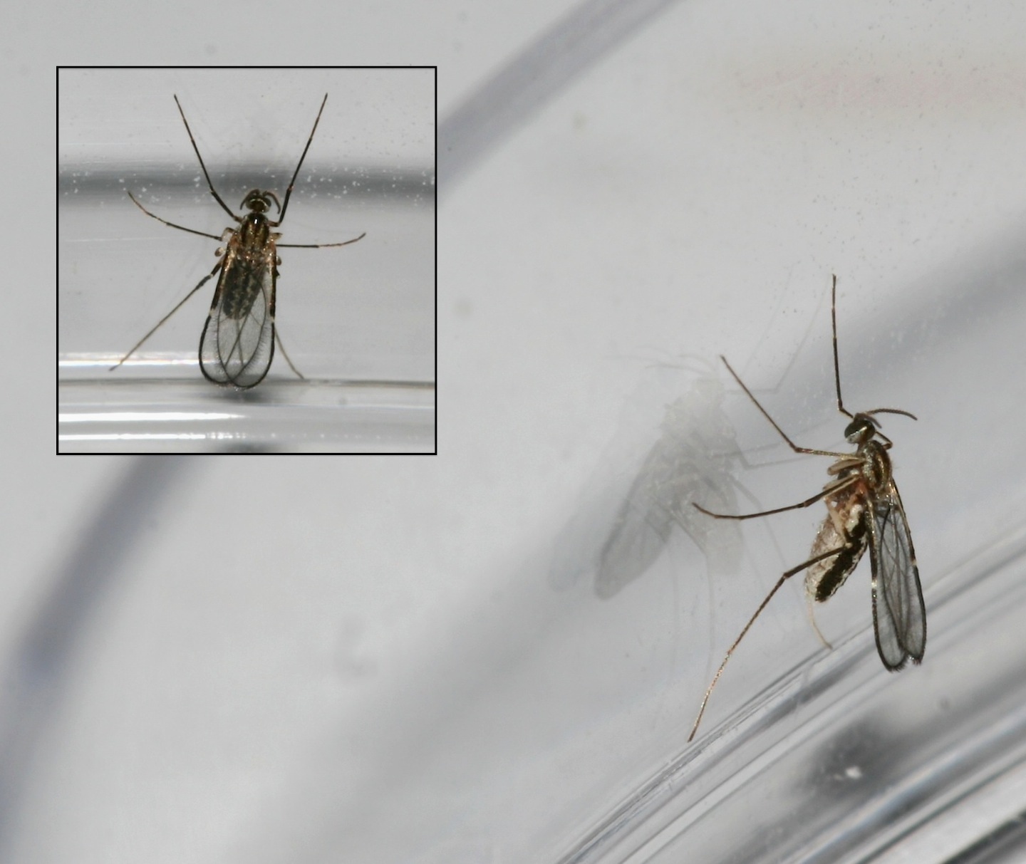 Microlasioptera flexuosa (Microlasioptera flexuosa)