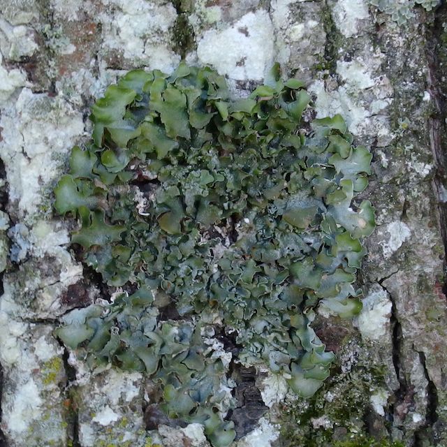 Stor Skållav (Pleurosticta acetabulum)