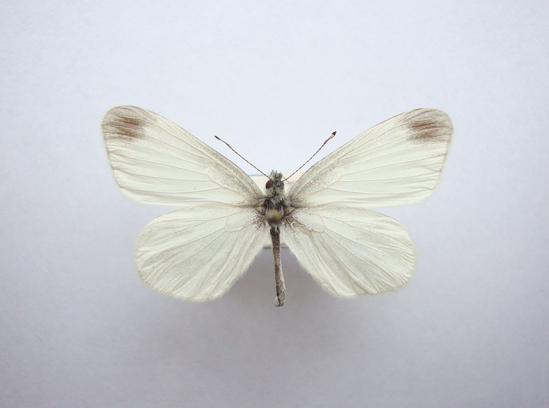 Enghvidvinge (Leptidea juvernica)