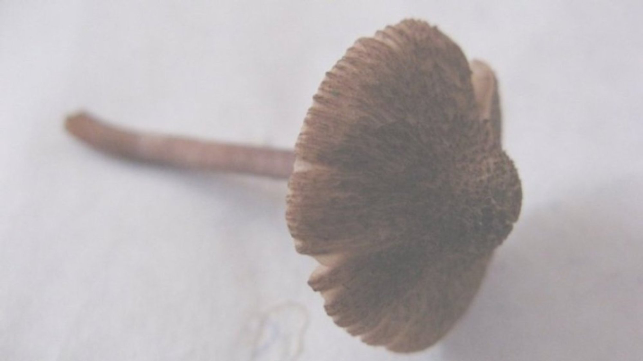 Pigsporet Trævlhat (Inocybe calospora)