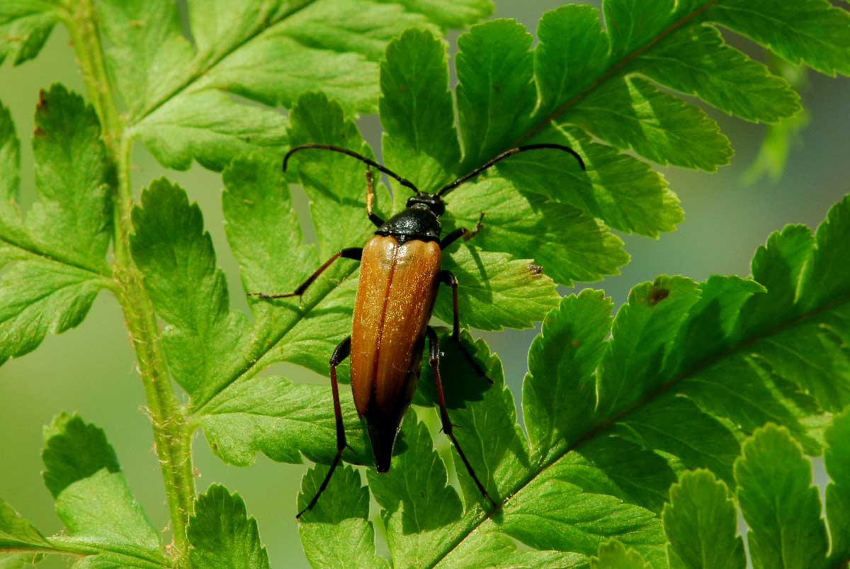 Pedostrangalia pubescens (Pedostrangalia pubescens)