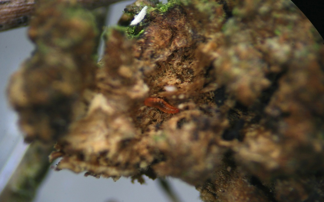 Lestodiplosis trifolii (Lestodiplosis trifolii)