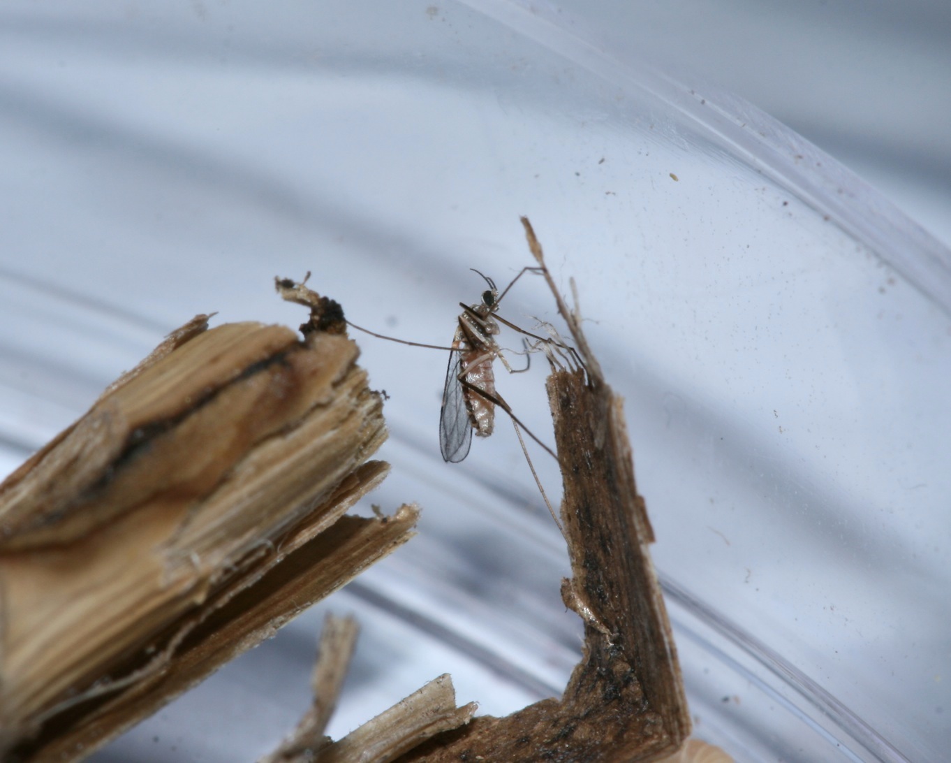 Lasioptera arundinis (Lasioptera arundinis)