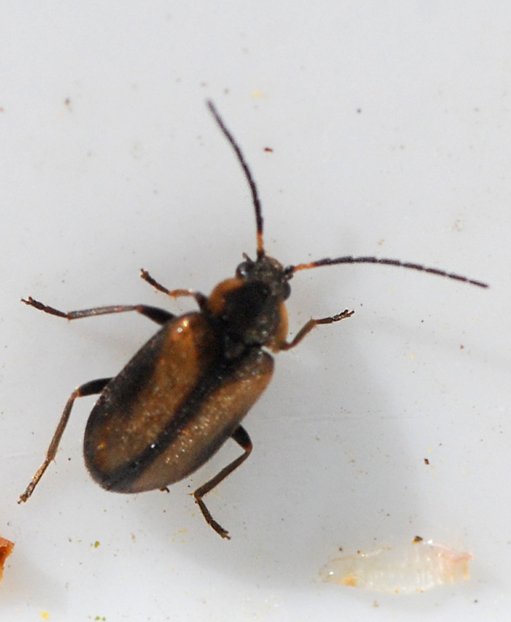 Odeles marginata (Odeles marginata)