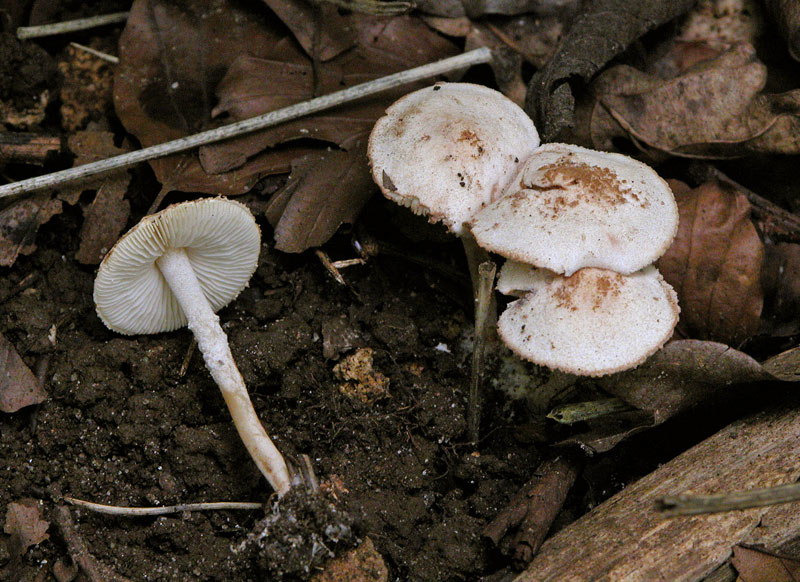Kliddet Parasolhat (Cystolepiota hetieri)